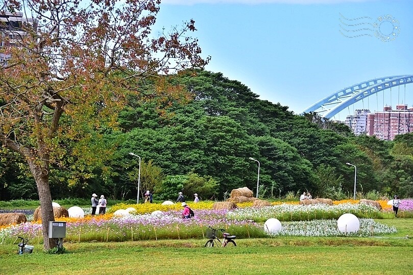 2024古亭河濱公園花海