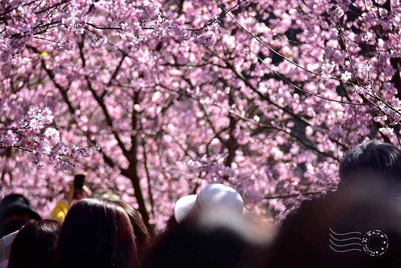 大熊櫻花林:香水櫻