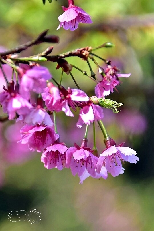 大熊櫻花林:寒櫻