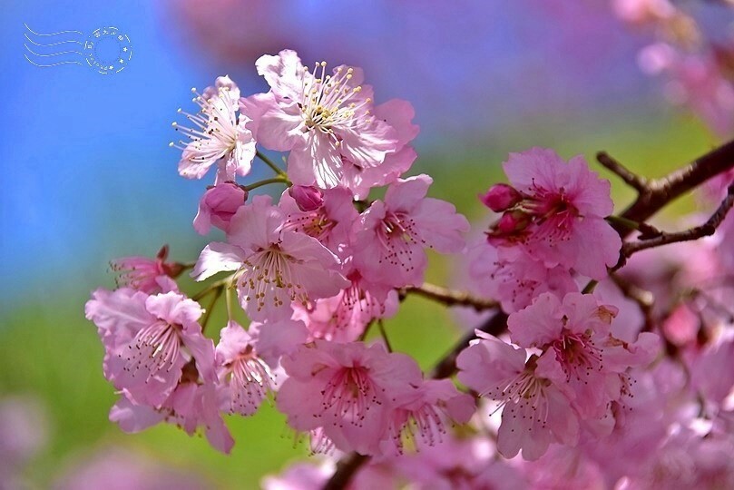 大熊櫻花林:香水櫻