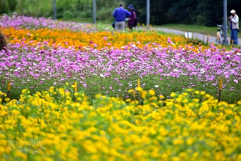 2024古亭河濱公園花海