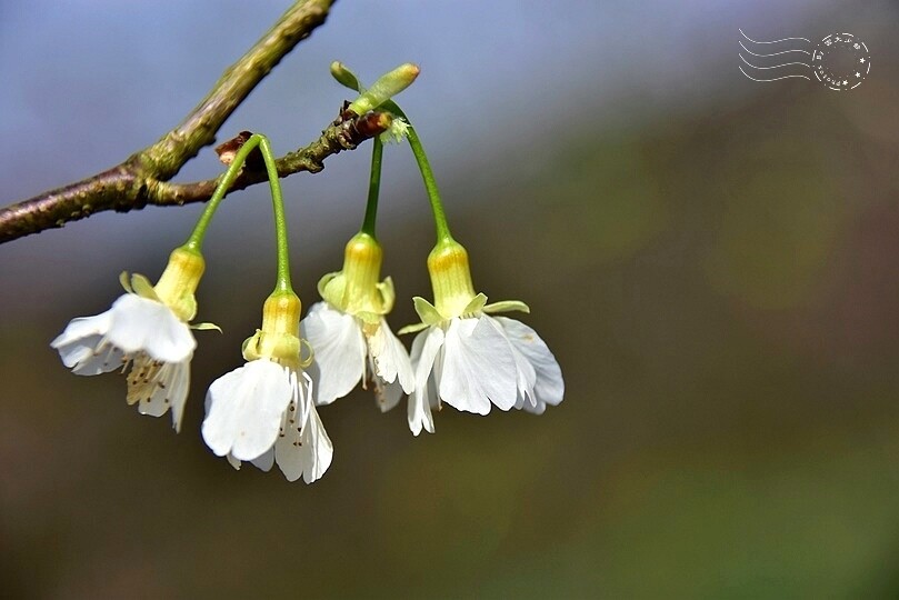 大熊櫻花林:福爾摩沙櫻