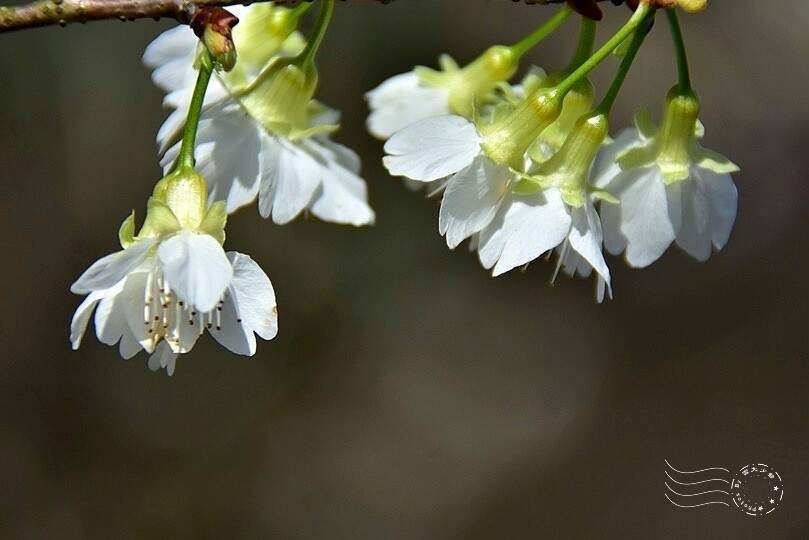 大熊櫻花林:福爾摩沙櫻
