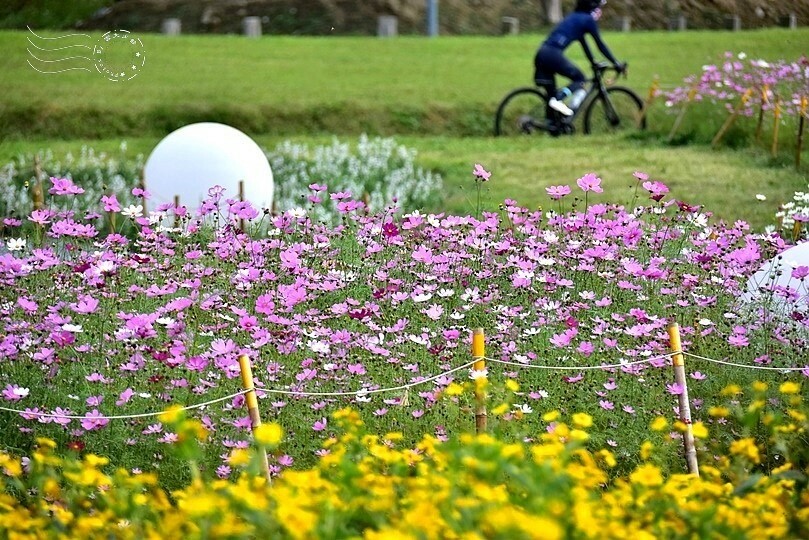 2024古亭河濱公園花海