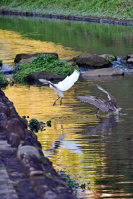 五分埤步道鷺鷥
