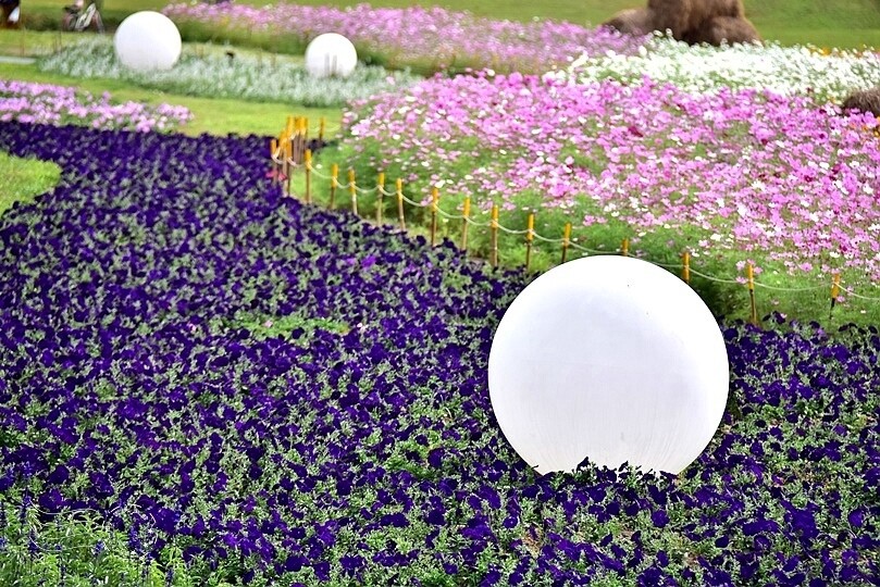 2024古亭河濱公園花海