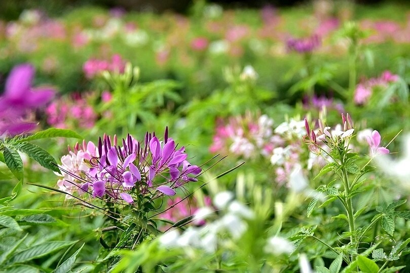 2024古亭河濱公園花海