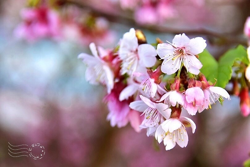 2024樂活公園夜櫻季