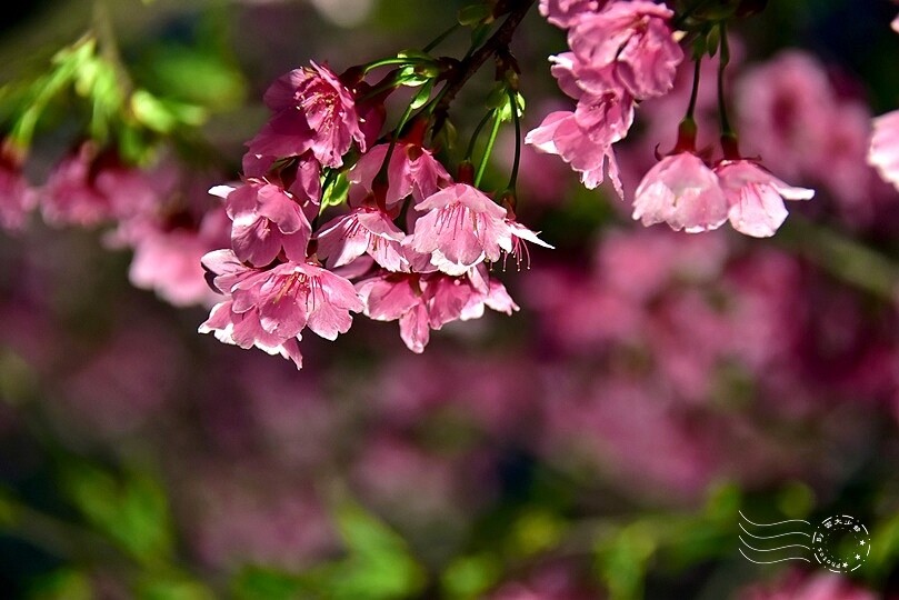 2024樂活公園夜櫻季