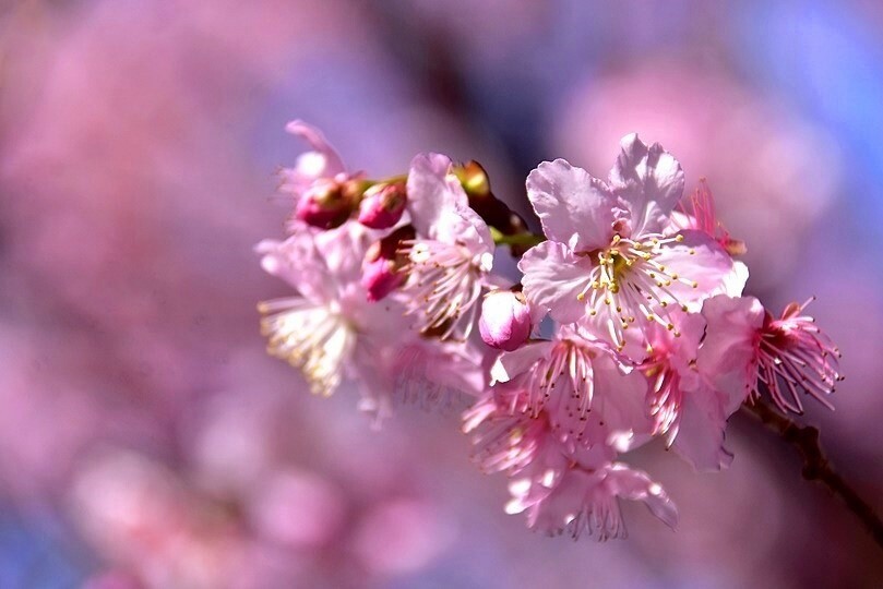 大熊櫻花林:香水櫻