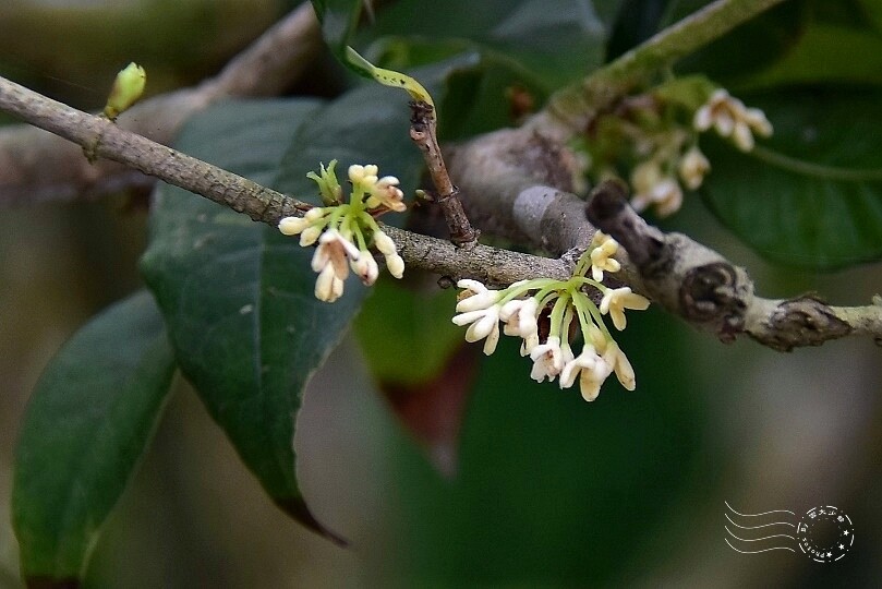 佛光山金光明寺桂花