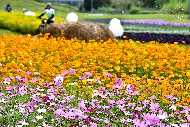 2024古亭河濱公園花海