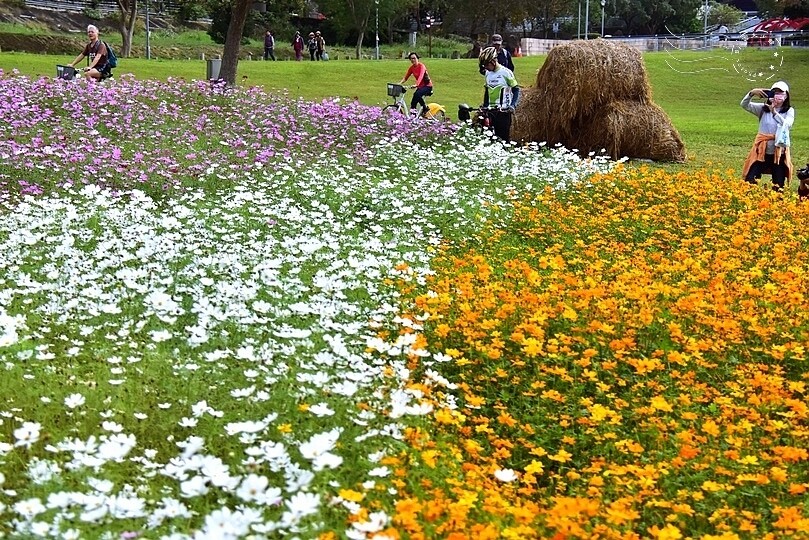 2024古亭河濱公園花海