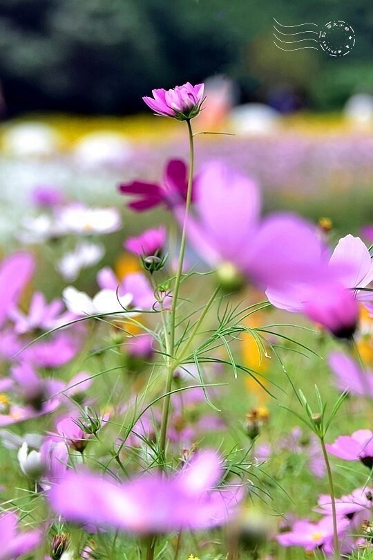 2024古亭河濱公園花海