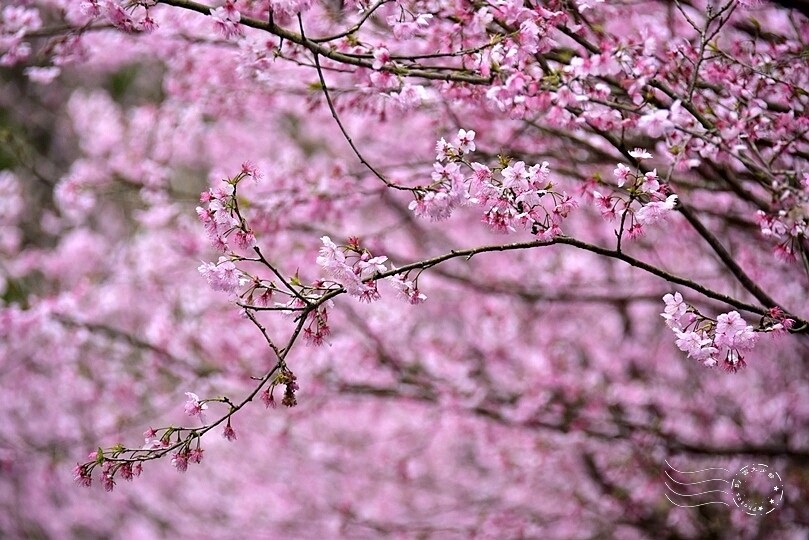 大熊櫻花林:香水櫻