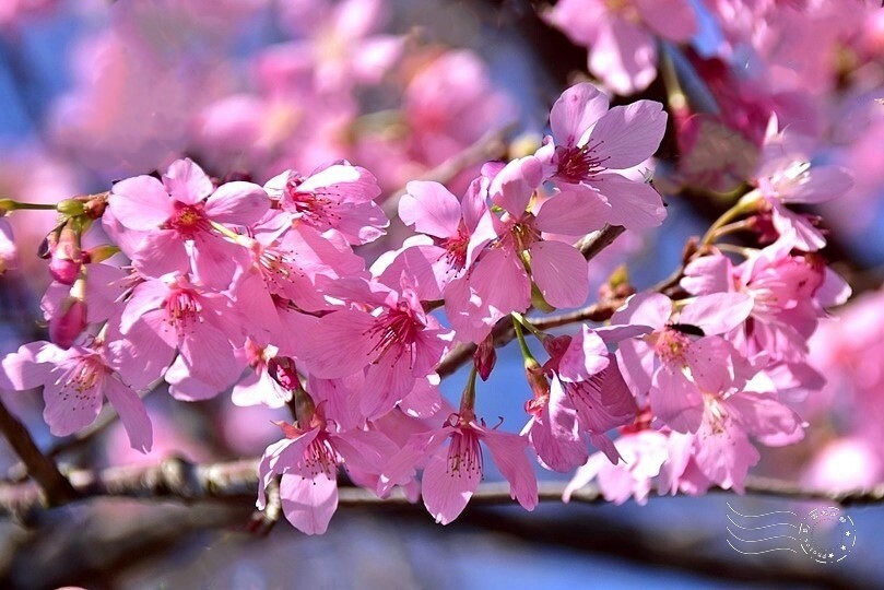 大熊櫻花林:紅粉佳人