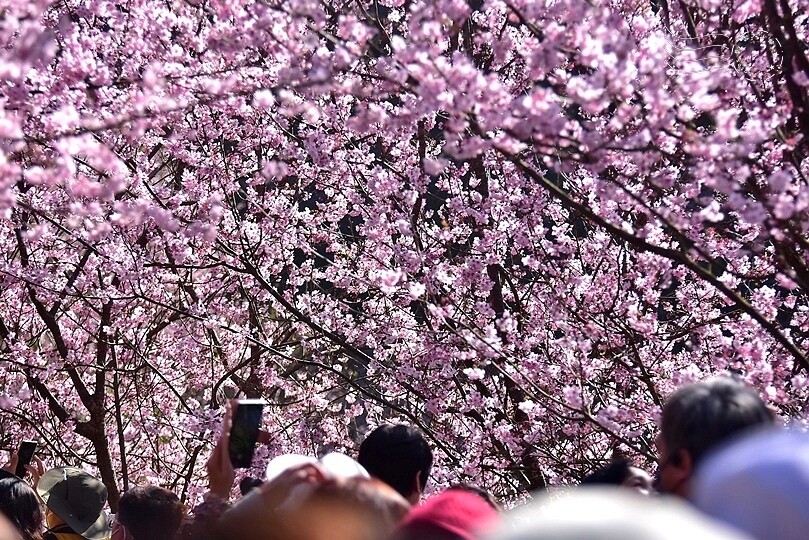 大熊櫻花林:香水櫻
