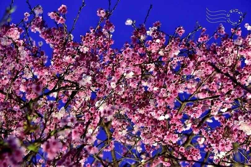 2024樂活公園夜櫻季