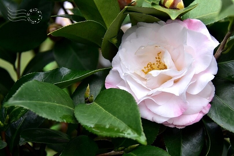 佛光山金光明寺茶花