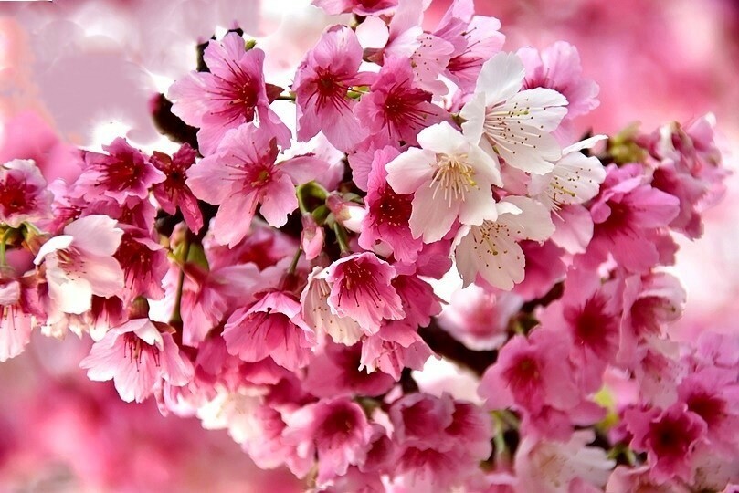 2024樂活公園夜櫻季