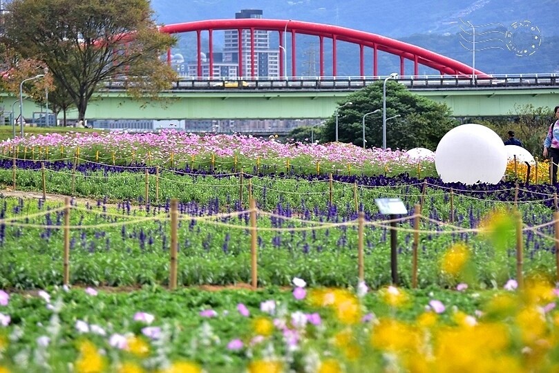 2024古亭河濱公園花海