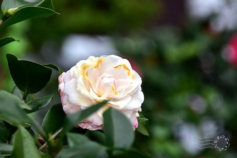 佛光山金光明寺茶花