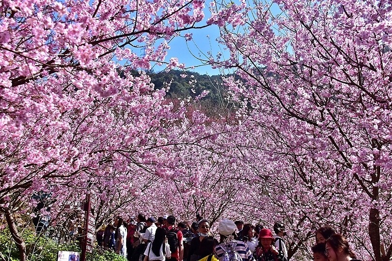 大熊櫻花林:香水櫻
