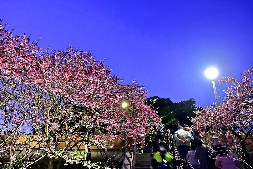 2024樂活公園夜櫻季
