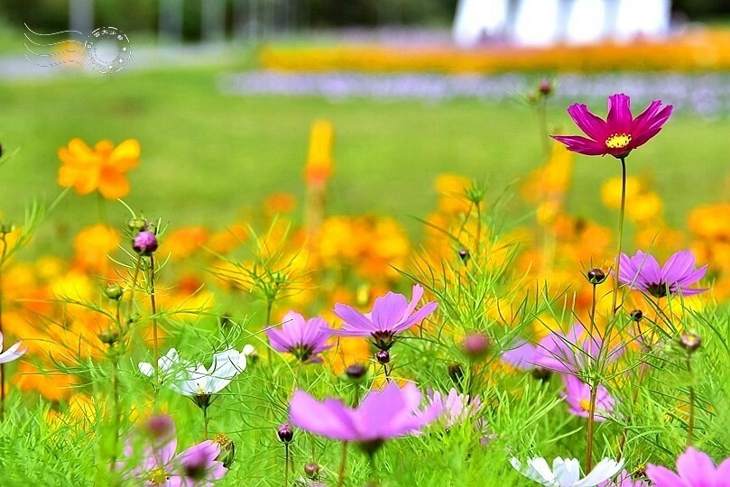 2024古亭河濱公園花海