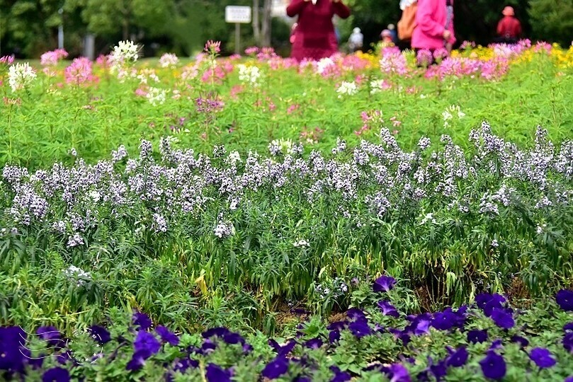 2024古亭河濱公園花海