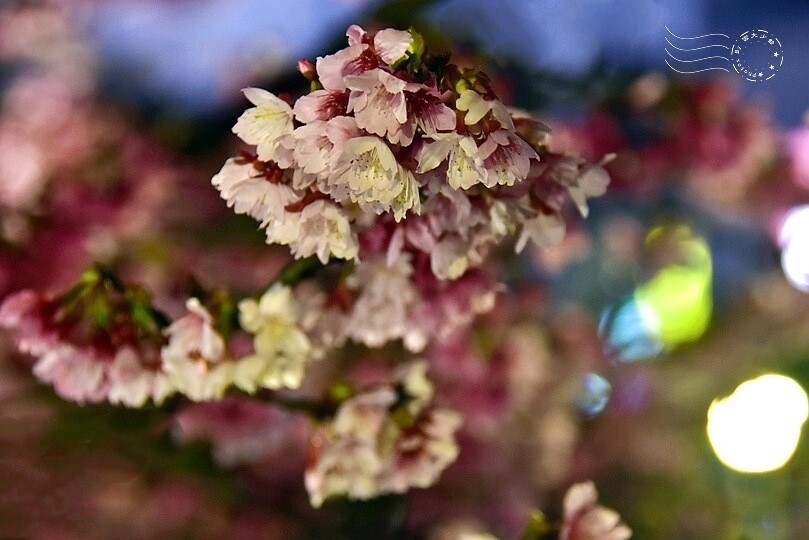 2024樂活公園夜櫻季