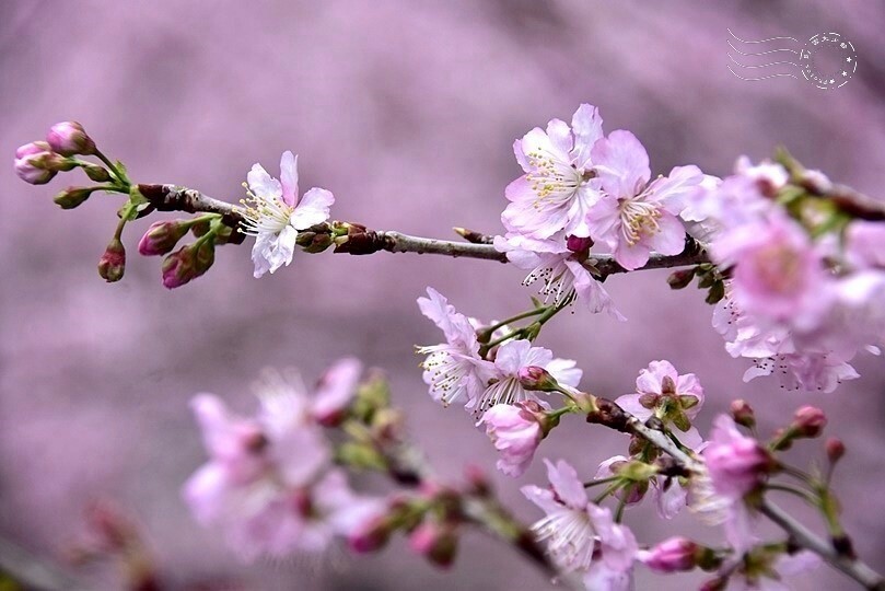 大熊櫻花林:香水櫻