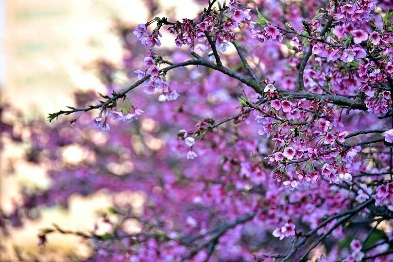 2024樂活公園夜櫻季