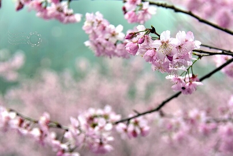 大熊櫻花林:香水櫻