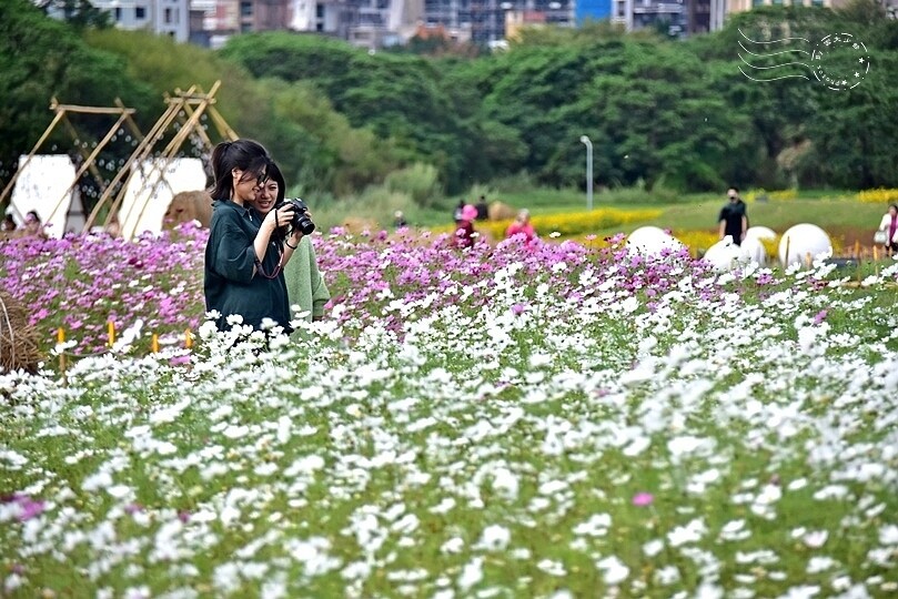 2024古亭河濱公園花海