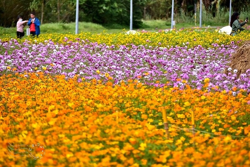 2024古亭河濱公園花海