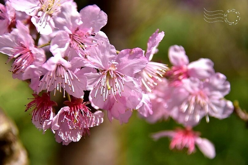 大熊櫻花林:香水櫻