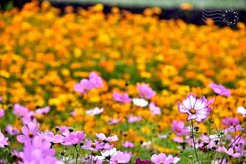 2024古亭河濱公園花海