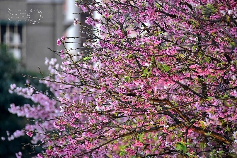 2024樂活公園夜櫻季