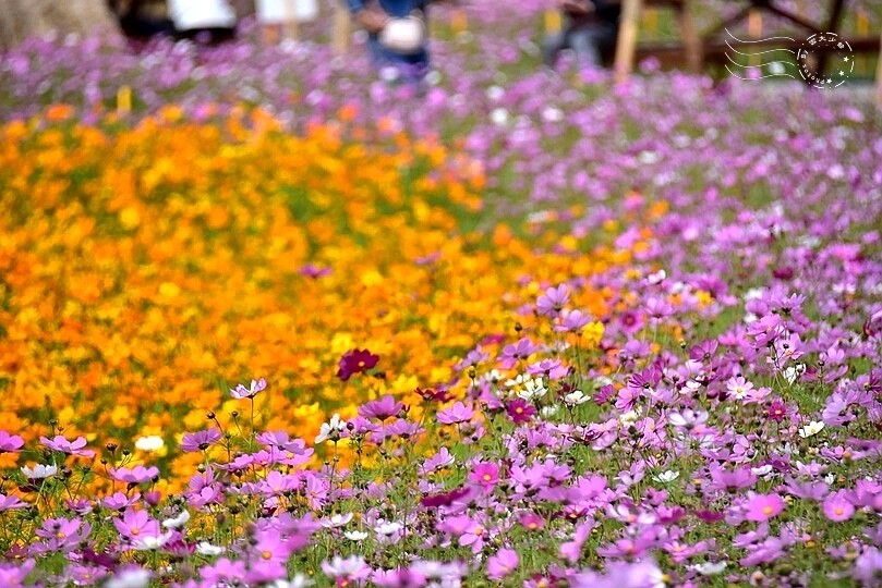 2024古亭河濱公園花海