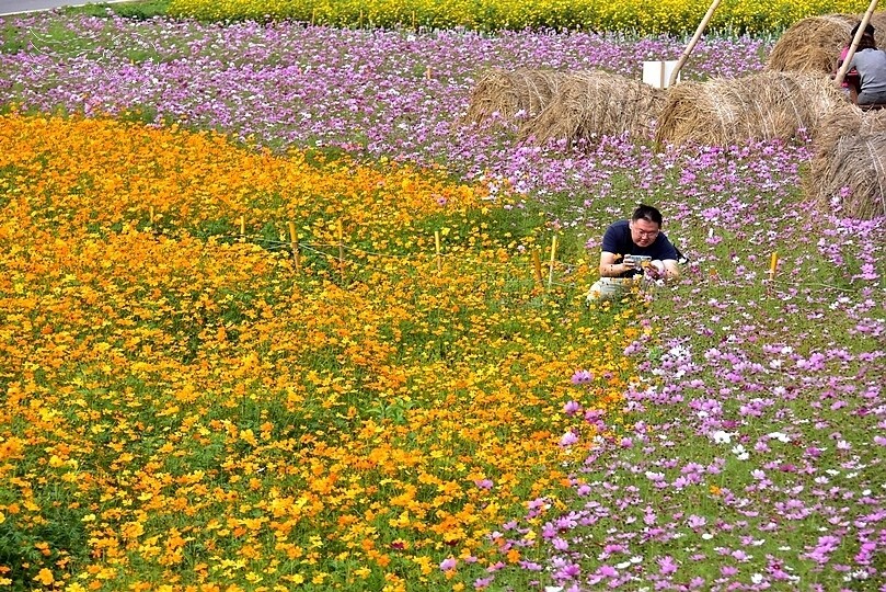 2024古亭河濱公園花海