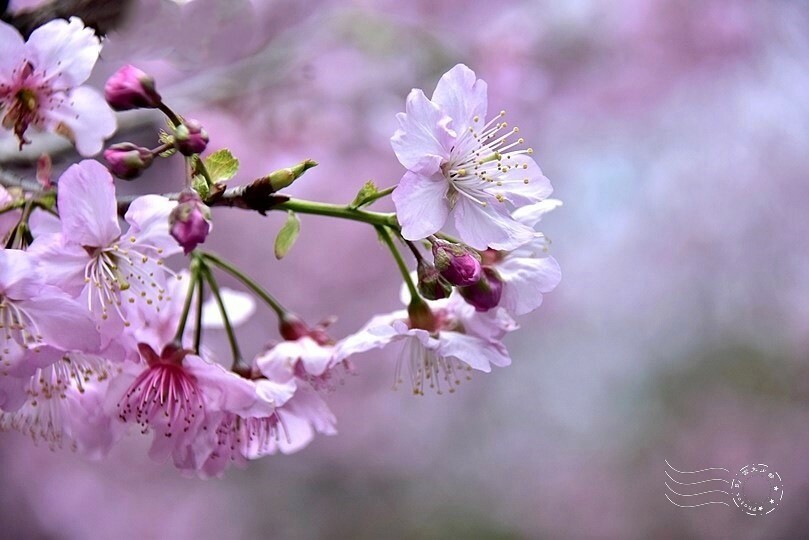 大熊櫻花林:香水櫻