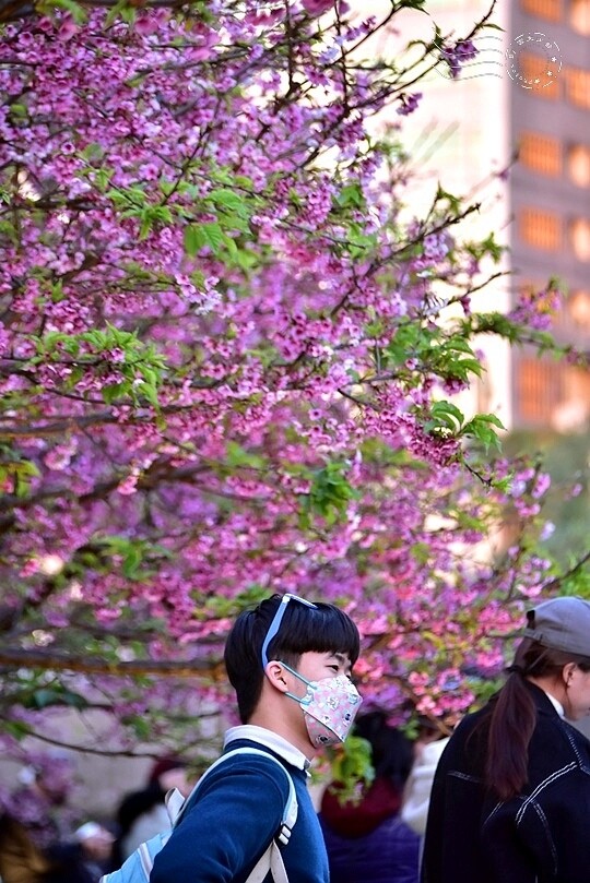 2024樂活公園夜櫻季