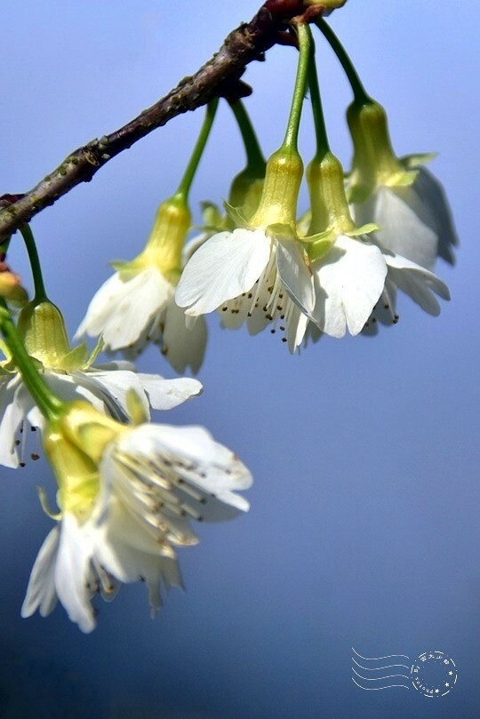大熊櫻花林:福爾摩沙櫻