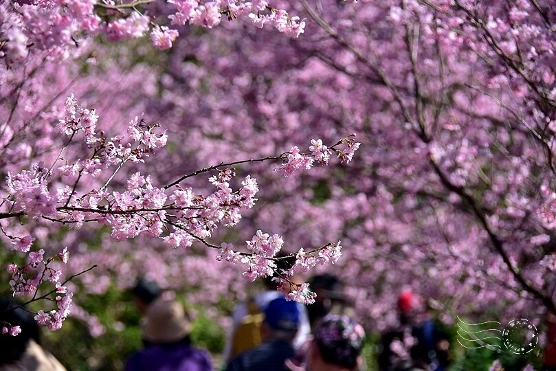 大熊櫻花林:香水櫻