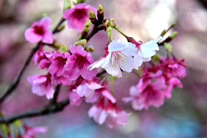 2024樂活公園夜櫻季