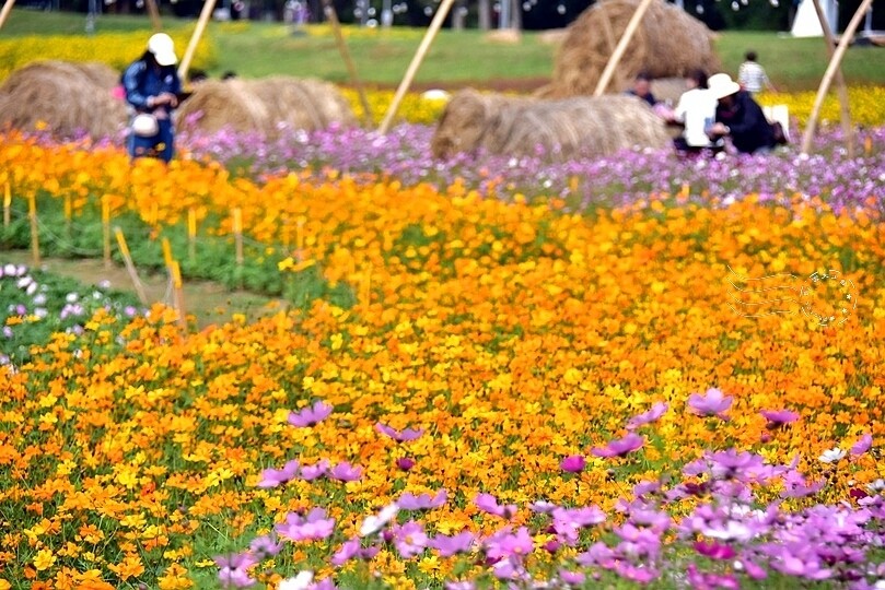 2024古亭河濱公園花海