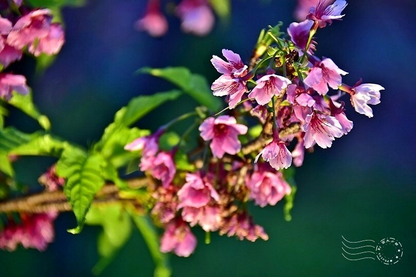 2024樂活公園夜櫻季