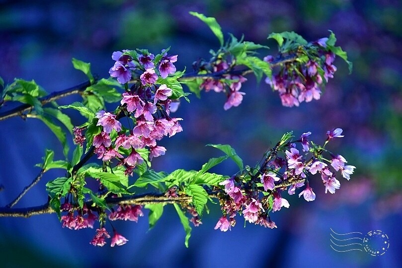 2024樂活公園夜櫻季