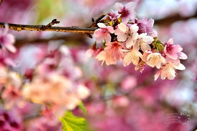 2024樂活公園夜櫻季